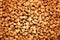 Photo buckwheat background