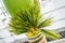 Photo of bud of palm, adonidia merrillii