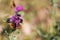 This is a photo of a bumblebee and butterfly on a pink flower.