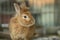 Photo of a bunny rabbit behind glass