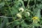 Photo bush tomatoes in the summer in the garden