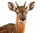 photo of bushbuck isolated on white background. Generative AI