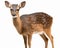 photo of bushbuck isolated on white background. Generative AI