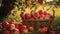 A Photo of a Bushel of Freshly Picked Apples at an Orchard