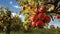 A Photo of a Bushel of Freshly Picked Apples at an Orchard