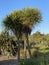 Photo of Cabbage Tree Ti Kouka or Cordyline Australis a Distinctive Tree in the New Zealand Landscape