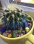 Photo of a cactus succulent