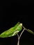 photo of caladium plants in the dark of night