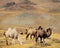 Photo camels against mountain.