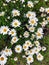 Photo of a camomile field. Large white with yellow flowers in lush grass.