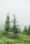 Photo from a camping in the Carpathians during heavy fog.  Hills covered with pine trees and green grass