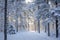 A photo capturing the beauty of a snow-covered forest filled with numerous trees, A serene forest blanketed in fresh snow, AI