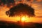 A photo capturing a bench nestled under a tree in a vast field as the sun sets, The silhouette of a picnic set-up under a tree