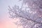 A photo capturing a tree branch covered in snow against a vibrant pink sky, Frost-covered branches against a dusk sky, AI