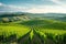 A photo capturing a verdant field with towering trees and rolling hills in the backdrop, Lush vineyards on rolling Tuscan hills,