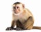 photo of capuchin monkey isolated on white background. Generative AI