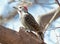 A  photo of a Cardinal woodpecker