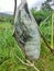 Photo of a caterpillar turning into a cocoon During the day in the fields