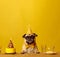 Photo of Celebrating Happy Dog Day . Dogs Celebrating with drink,cake,hat,glasses,Yellow Background and copy space . Ai generated