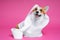 Photo of a cheerful corgi covered in toilet paper against a pink wall