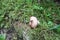 Photo cheese and tooth fungus lying in the moss in the summer forest.