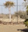 Photo of a cheeta in captivity close to a quiver tree