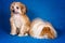 Photo of Chinese Crested Dog puppy and fluffy guinea pig