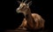 photo of chiru Panthalops hodgsoni also called Tibetan antelope on black background. Generative AI