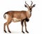 photo of chiru Panthalops hodgsoni also called Tibetan antelope isolated on white background. Generative AI