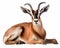 photo of chiru Panthalops hodgsoni also called Tibetan antelope isolated on white background. Generative AI