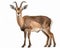 photo of chiru Panthalops hodgsoni also called Tibetan antelope isolated on white background. Generative AI