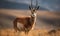 Photo of chiru Panthalops hodgsoni also called Tibetan antelope standing gracefully on the Tibetan Plateau vast and open landscape