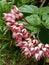 photo Clerodendrum splendens, the glory tree or flaming glorybower