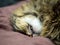 Photo from close range cute sleeping cat snout with sticking fangs