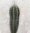 photo close up Cactus plant, suitable for house plants