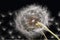 Photo of a close-up dandelion plant. Generative AI