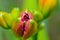 Photo close-up of the head of the flower daylilies on a green