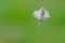 Photo close-up of plantain on a green