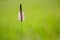 Photo close-up of plantain on a green