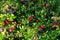 Photo close-up of red ripe berries