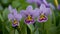 Photo Close up shot reveals the intricate details of violet flower