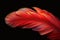 Photo Close up of striking red feather set against dramatic black backdrop