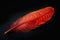 Photo Close up of striking red feather set against dramatic black backdrop