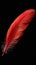 Photo Close up of striking red feather set against dramatic black backdrop