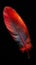 Photo Close up of striking red feather set against dramatic black backdrop