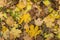 Photo closeup of autumn colorful yellow golden thick blanket of fallen dry maple leaves on ground deciduous abscission period over