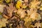 Photo closeup of autumn colorful yellow golden thick blanket of fallen dry maple leaves on ground deciduous abscission period over