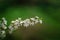 Photo of closeup blossoming tree in forest or park. Beautiful nature background