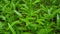 Photo closeup of kale leaf (Ipomea reptans) in the garden