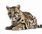 photo of clouded leopard isolated on white background. Generative AI